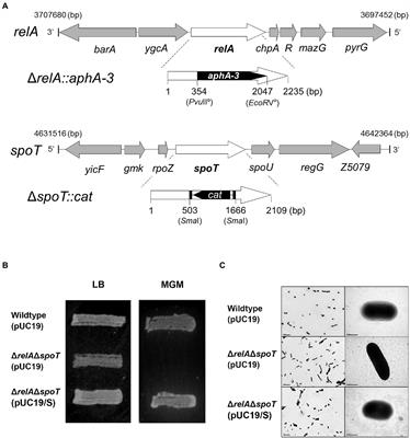 Mutating both relA and spoT of enteropathogenic Escherichia coli E2348/69 attenuates its virulence and induces interleukin 6 in vivo